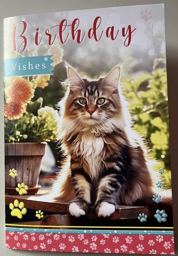 Cute maine coon cat - maine, birthday