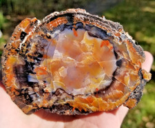 Henry Mountains Petrified Agatized Wood Limb 3" Round UTAH Cut Polished Display