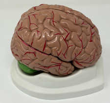 Human Brain Model for Teaching