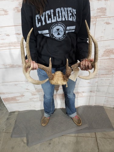 Wild point whitetail - 10,
