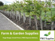 100 Spiral Hedge Tree Plant