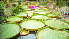 Large! Victoria Amazonica/Giant Water Lily/Lotus/ 25 seeds!!