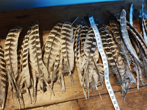 Hen wing feathers - 70,