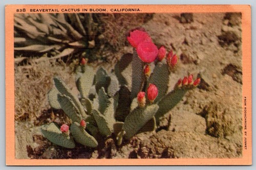 Postcard beavertail cactus - cactus, in
