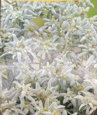 Edelweiss Leontopodium