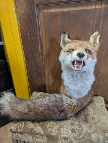 Vintage taxidermy fox head - taxidermy,