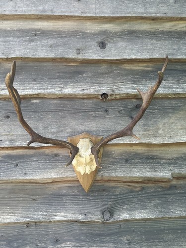 Vintage fallow buck deer skull - fallow,
