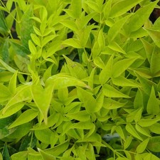 Nandina Lemon and Lime