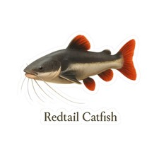 Sticker Redtail Catfish Amazon River Art 2x2 3x3 4x4 6x6