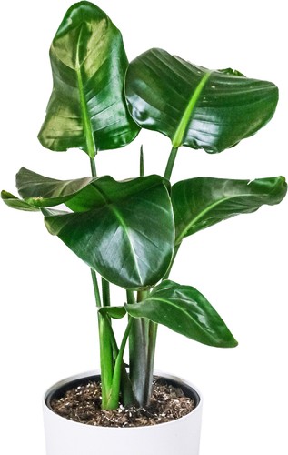 Strelitzia nicolai white bird - strelitzia,