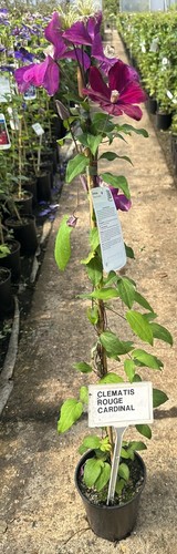 Clematis rouge cardinal - 'rouge, cardinal'