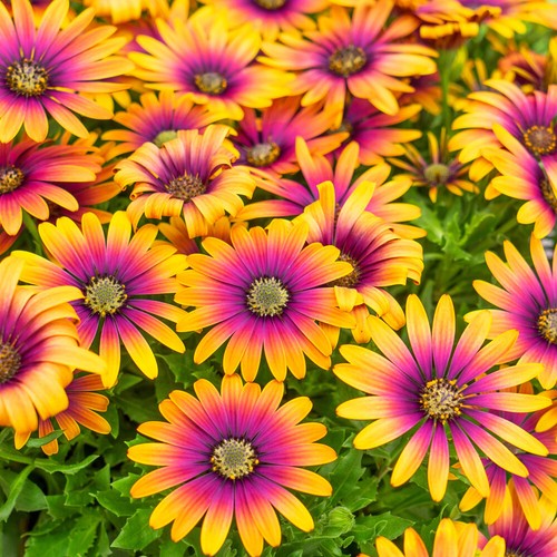 Flowering plants african - flowering, plants,