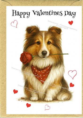 Sheltie shetland sheepdog - sheltie,,