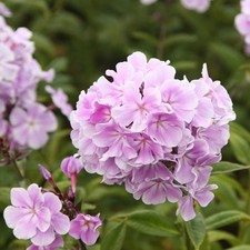 Phlox paniculata franz - phlox, 'franz