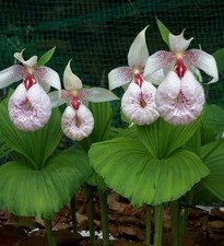 1x Cypripedium formosanum FS plants Hardy Garden Lady's Slipper Orchid multibuds
