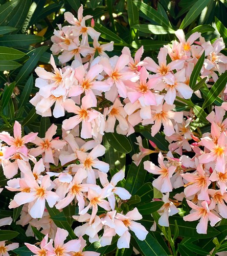 Nerium oleander white salmon - oleander, white-salmon