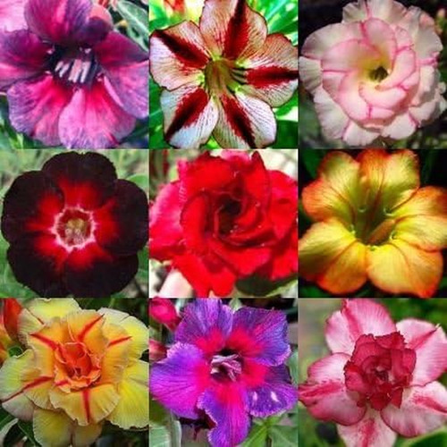 Adenium obesum mixed colours - adenium,