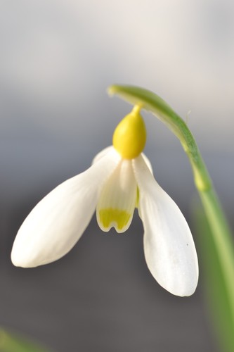 Galanthus belvedere gold - belvedere,