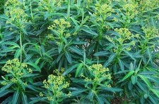 2ft inc. pot  Hardy Evergreen