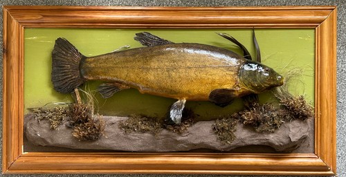 Taxidermy tench wall mounted - tench,