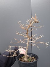 T15 Japanese Larch Bonsai Tree