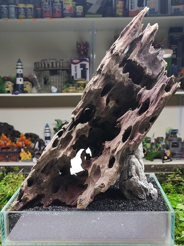 Dragon wood driftwood - dragon,