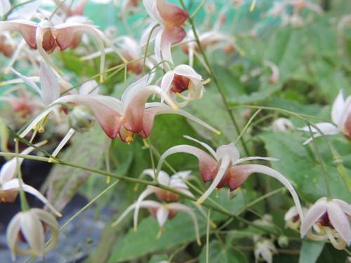 Epimedium domino plant 9cm - plant, in