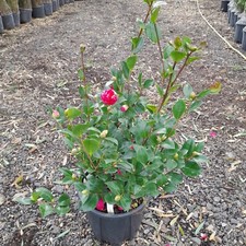 Camellia sasanqua mix Pink/white/red Winter Flowering Lots Of Buds 10L 80cm Tall
