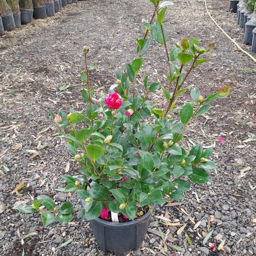 Camellia sasanqua mix