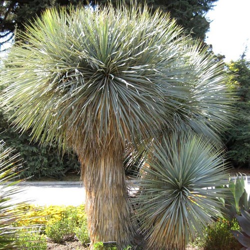 Yucca rostrata seeds - yucca,