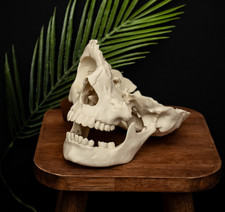Life-Size Human Skull Replica