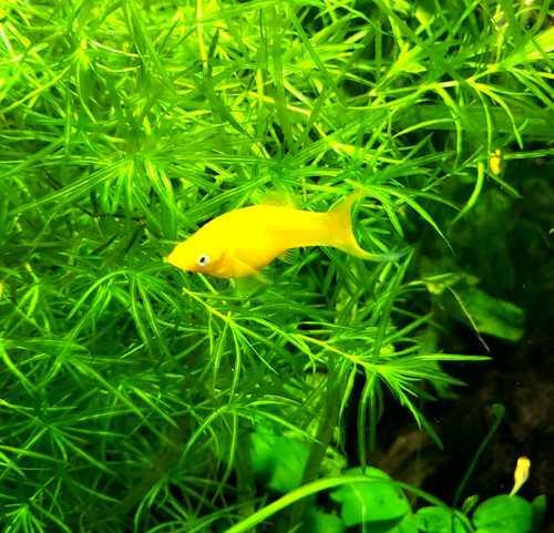 Grams guppy grass najas - -,