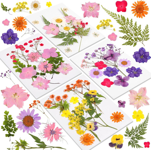 46pcs dried pressed - dried,