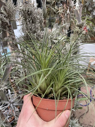 Tillandsia punctulata - tillandsia,