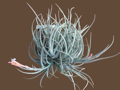 Tillandsia toropiensis - tillandsia,