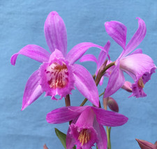 Pleione (Himalayan/Windowsill