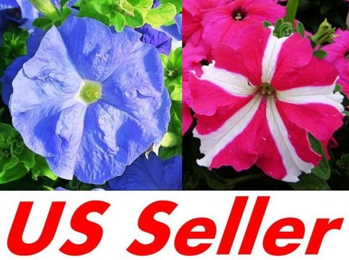 100 pcs red - petunia, seeds