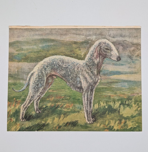 1930s vintage bedlington - 1930s,