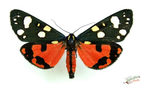 Scarlet tiger moth callimorpha - moth,