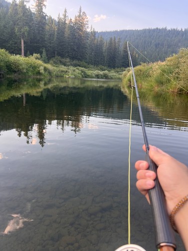 Fly rod 3wt - , gary