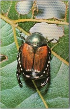 Vintage UNION CARBIDE Advertising Postcard SEVIN INSECTICIDE "Japanese Beetle"