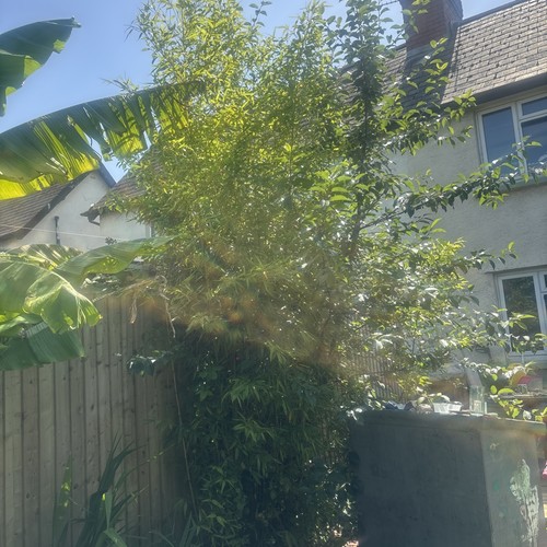 Giant bamboo plant - giant,