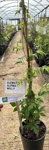 Clematis alpina willy - alpina, 'willy’