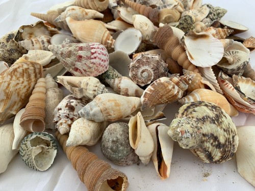 Lbs large indo seashells - 3,