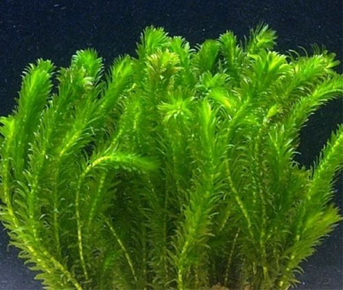 Bunch elodea densa - x, live