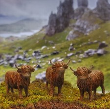 Highland Cattle various