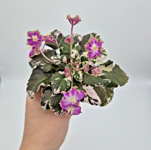 Variegated semi miniature - variegated, semi-miniature