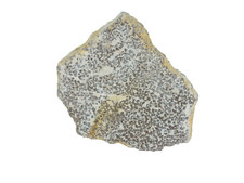 Dinosaur Egg Shell Saltasaurus