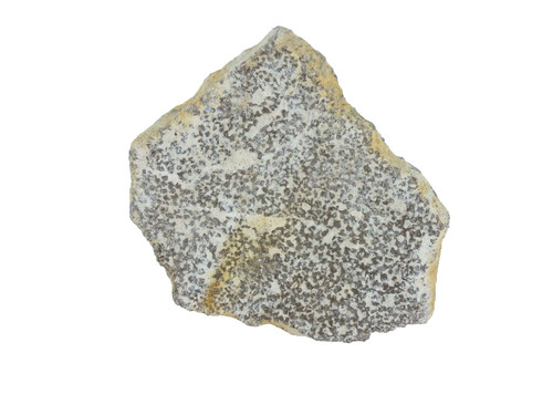 Dinosaur egg shell saltasaurus - shell,