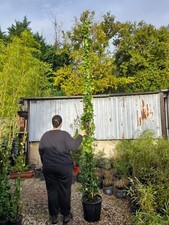 Scented star Jasmine plant EVERGREEN winter hardy white flowering 25L 250-300cm